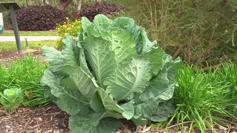 Big-cabbage-leaves-drumhead-green-crinkled-variety-cruciferous-vegetable