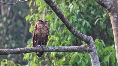 Camera-zooms-out-while-sliding-to-the-left-as-this-Owl-is-resting-during-the-morning,-Buffy-Fish-Owl-Ketupa-ketupu,-Juvenile,-Thailand