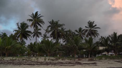 Blick-Am-Frühen-Morgen-Auf-Kokospalmen,-Die-An-Einem-Strand-In-Mombasa-Wachsen