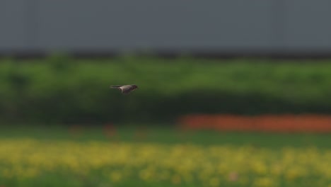 Solo-skylark-flying-over-vibrant-tulip-fields-on-a-cloudy-day,-with-a-soft-focus-on-the-colorful-floral-background