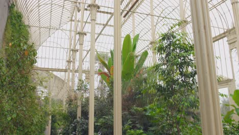 Lush-indoor-garden-pathway-in-the-National-Botanic-Gardens-of-Ireland,-daylight-streaming-in