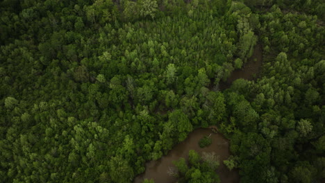 Río-Wolf-Serpenteando-A-Través-De-Frondosos-Bosques-En-Collierville,-Tennessee,-Vista-Aérea