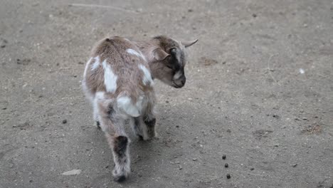 Young-Cute-American-Pygmy-Goat-In-A-Wildlife-Park