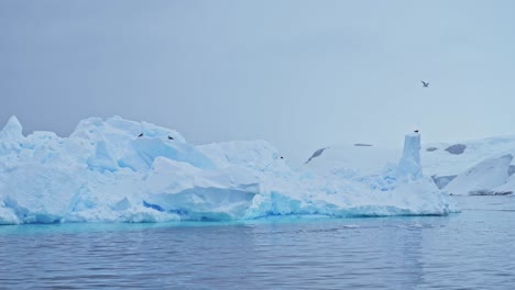 Iceberg-Birds-and-Seabird-Wildlife-on-Ice,-Antarctica-Birds-Flying-In-Flight-and-Resting-on-Icebergs-with-a-Beautiful-Shape-in-Freezing-Frozen-Icy-Winter-Landscape-Seascape-on-the-Antarctic-Peninsula