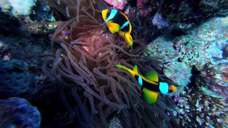 Anemonefish-De-Clark-O-Pez-Payaso-De-Cola-Amarilla-Bajo-El-Agua-En-Dahab,-Egipto