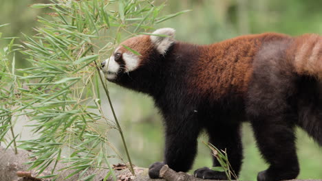 Panda-Rojo-Caminando-Sobre-El-Tronco-De-Un-árbol-En-Cámara-Lenta