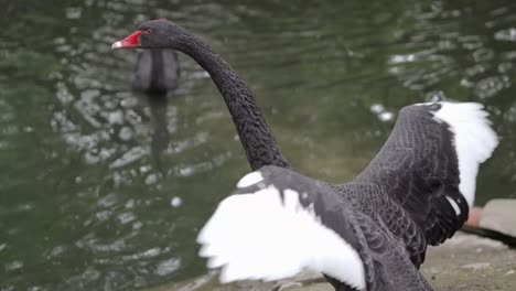 Black-Swan-Large-Waterbird-Flapping-Wings-By-The-Lakeshore