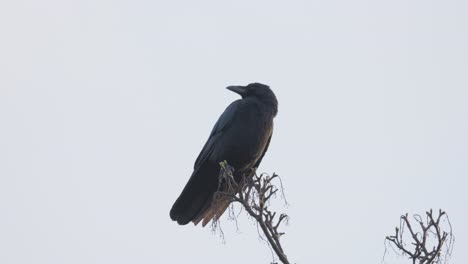 Schwarzer-Vogel,-Saatkrähe-Oder-Krähe-Sitzt-Auf-Einem-Ast-Hoch-Oben-In-Einem-Baum