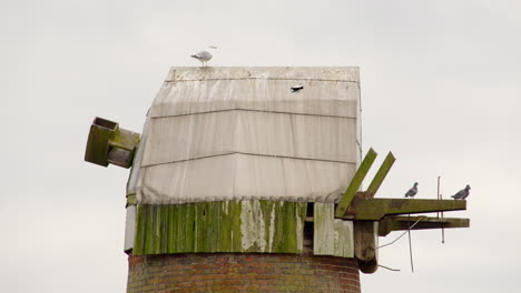 close-up-shot-of-the-cap-at-a-derelict-Norfolk-Broads-windmill-water-pump-with-birds-flying-around-on-the-river-Ant-near-Ludham-Bridge