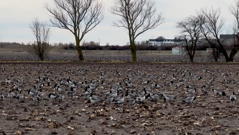 Herde-Weißwangengänse-Füttern-Im-Park-In-Malmö,-Schweden