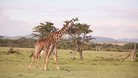 Un-Par-De-Jirafas-Caminando-Por-Las-Llanuras-En-Un-Safari-En-La-Reserva-De-Masai-Mara-En-Kenia,-África