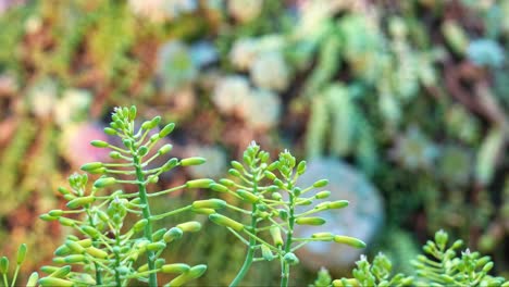 Rack-focus-pulling-shot-capturing-a-variation-of-hybrid-succulent-plants-in-the-botanical-garden-environment