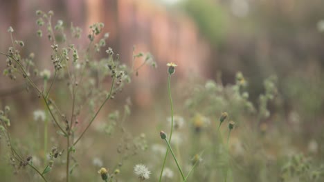 Weicher-Fokus-Auf-Zarte-Wildblumen-Mit-Unscharfem-Natürlichen-Hintergrund,-Der-Eine-Ruhige,-Heitere-Atmosphäre-Hervorruft