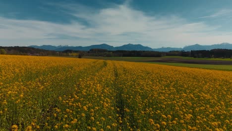 Yellow-flower-field