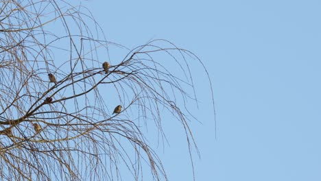 Flock-of-small-birds,-Yellow-tits-sitting-in-a-weeping-willow-tree-against-a-blue-sky