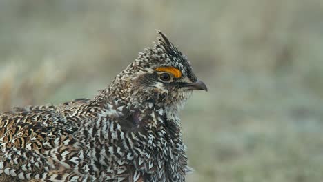 Alert-male-Sharp-tail-Grouse-close-up-calls-for-females-on-prairie-lek