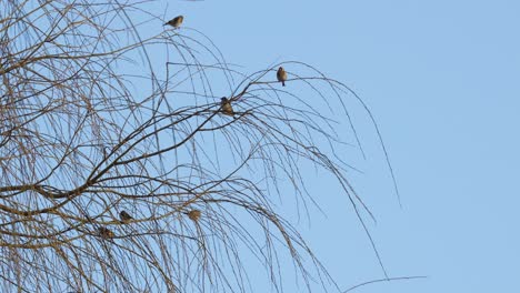 Flock-of-small-birds,-Yellow-tits-sitting-in-a-weeping-willow-tree-against-a-blue-sky