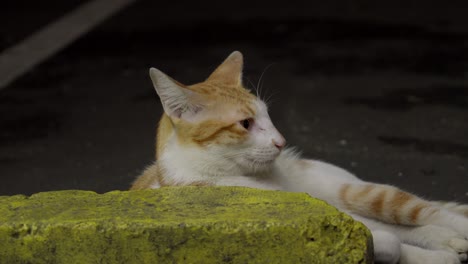 Gato-Blanco-Jengibre-Asiático-Relajante,-Animal-Domesticado,-Atigrado-De-Raza-Mixta