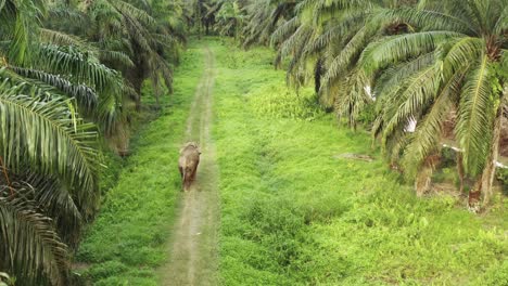 An-elephant-walks-alone-in-the-middle-of-a-Palm-oil-forest,-tracking-drone-shot