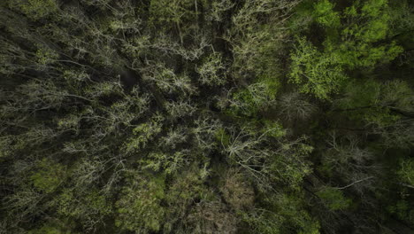 Top-Down-View-Over-Forest-Trees-In-William-B