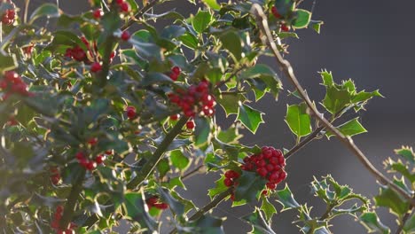 Leuchtend-Rote-Stechpalmenbeeren-Auf-Einem-Stechpalmenbusch