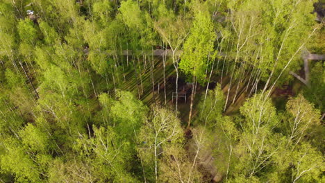 Green-vibrant-forest-and-pathway-on-sunny-day,-aerial-drone-view