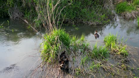 Vista-Aérea-De-Pollo-De-Agua-Común-Y-Patitos-Acurrucados-En-Una-Isla-De-Humedales-Cubiertos-De-Hierba