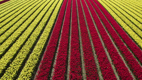 Aerial-view-tilting-over-red-and-yellow-tulip-flower-fields,-Washington,-USA