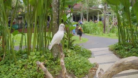 Weißer-Kakadu-Thront-Auf-Einem-Ast-Und-Bewegt-Sich-Auf-Und-Ab