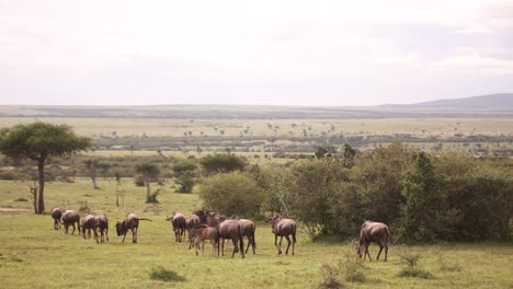 Herde-Von-Gnus-Zu-Fuß-Durch-Die-Savanne-Auf-Safari-Im-Masai-Mara-Reservat-In-Kenia-Afrika