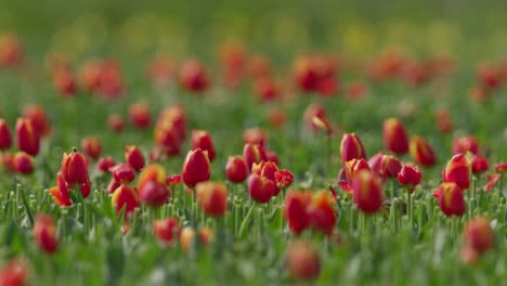 Yellow-wagtail-bird-sits-on-red-tulip-flower-and-flies-into-field,-close-view