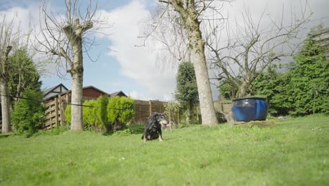 Canino-Negro-Discapacitado-De-Raza-Mixta,-Jardín-De-Vegetación,-Cámara-Lenta