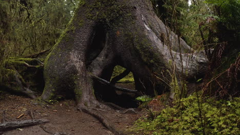 Exotische-Bäume-Bedeckt-Mit-Moos-In-Hoh-Rainforest-Trails-Des-Olympic-Nationalpark,-Washington-State,-USA