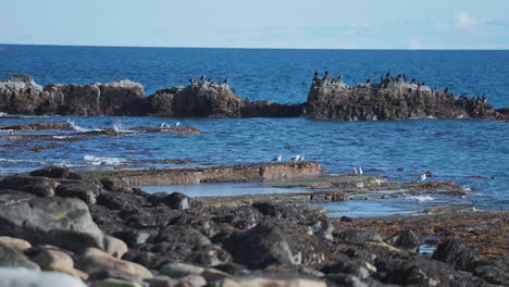 Flocks-of-cormorants-and-seagulls-are-perched-on-the-rocks-near-the-shore