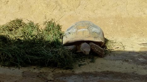 Schildkröte,-Die-In-Der-Marokkanischen-Sonne-Von-Einem-Trockenen-Grashaufen-Frisst