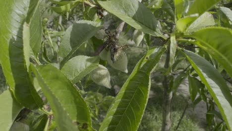 Close-Up-Small-Green-Peaches-And-Leaves-Of-Peach-Tree-Moved-By-Breeze