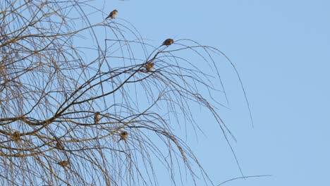 Schwarm-Kleiner-Vögel,-Gelbmeisen-Sitzen-In-Einer-Trauerweide-Vor-Blauem-Himmel