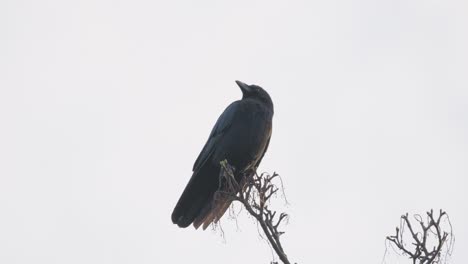 Black-bird,-rook-or-crow-sitting-on-a-branch-high-up-in-a-tree