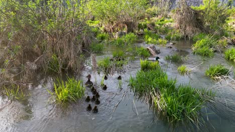 Aerial-view-of-common-merganser-and-ducklings-swimming-into-vegetated-wetland-stream