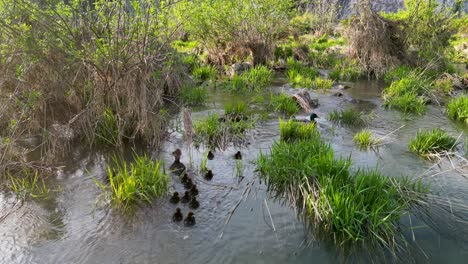 Vista-Aérea-De-Pollo-De-Agua-Común-Y-Patitos-Nadando-En-Un-Arroyo-De-Humedal-Con-Vegetación