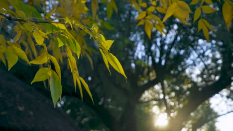 Follaje-De-Color-Exótico-En-El-árbol-En-Otoño-Con-Luz-De-Fondo