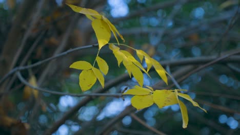 Follaje-Mágico-De-Color-Dorado-En-Otoño.-Vídeo-4k