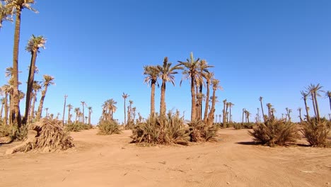 Identical-dry-palm-trees-on-sandy-soil-in-Morocco-with-blue-sky