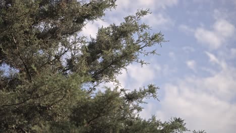 Epischer-Wald-Und-Blätter-Mit-Sonne-Und-Wolken