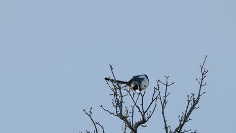 Single-Magpie-bird,-sitting-alone-on-a-branch-high-up-in-a-tree