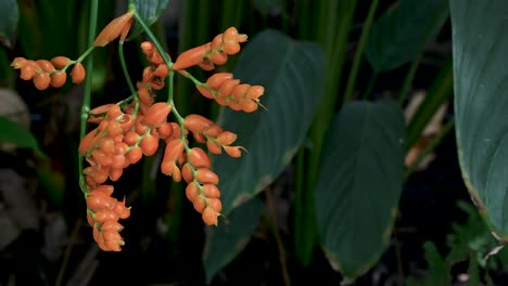 Stromanthe-Dentro-Del-Tropicario,-Jardín-Botánico-De-Bogotá,-Colombia