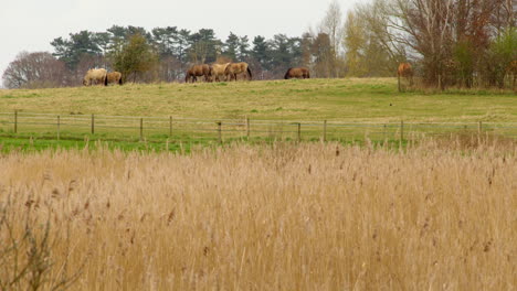 distant-wide-shot-of-horses-in-a-field-grazing-with-reeds-in-foreground-at-a-wetland-nature-reserve-on-the-river-Ant-at-the-Norfolk-Broads