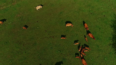 Aerial-top-down-view-of-a-herd-of-brown-cows-grazing-in-a-green-meadow
