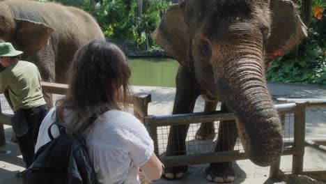 Turista-Alimentando-A-Un-Elefante-Indio-En-El-Zoológico-De-Bali