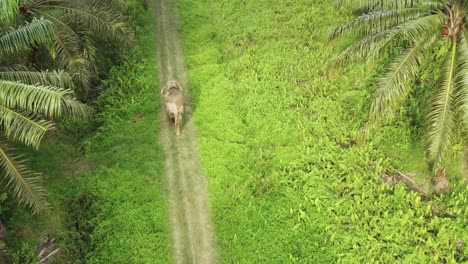 Vista-Aérea-De-Un-Elefante-En-Una-Plantación-De-Aceite-De-Palma-En-Borneo,-Malasia.